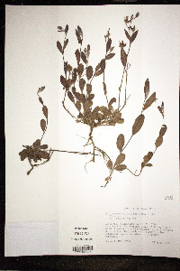 Helianthemum carolinianum image