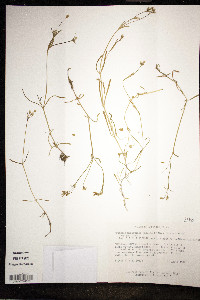 Minuartia muriculata image