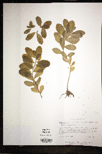 Sedum purpureum image