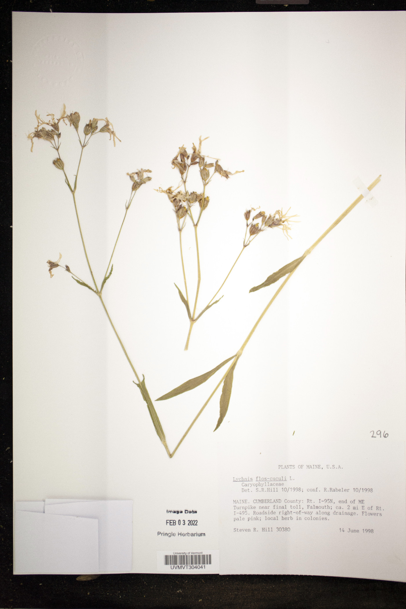 Silene flos-cuculi image