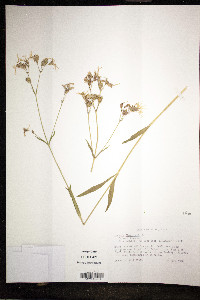 Silene flos-cuculi image