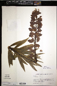 Image of Fritillaria persica