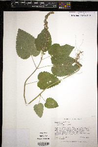 Scutellaria ovata image