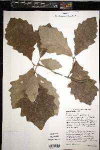 Quercus bicolor image