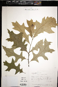 Quercus palustris image