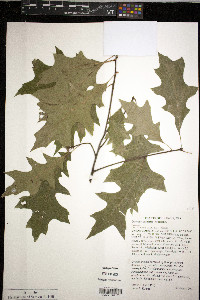 Quercus palustris image