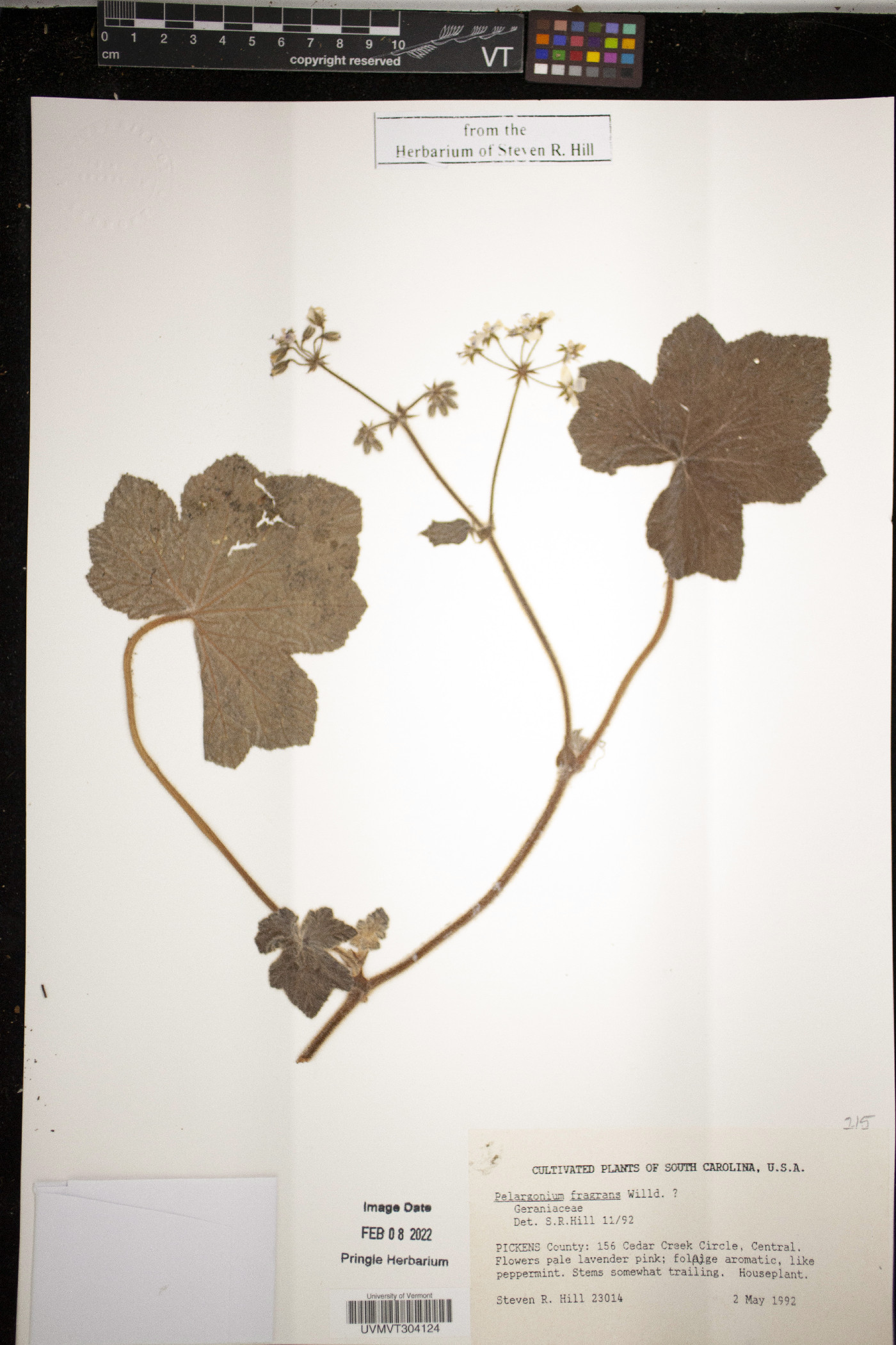 Pelargonium fragrans image