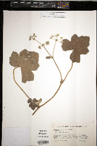 Pelargonium fragrans image