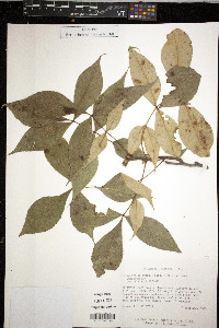 Carya ovalis image