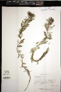 Myriophyllum verticillatum image