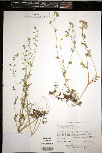 Phacelia purshii image