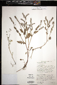 Phacelia purshii image