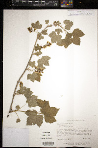 Ribes americanum image