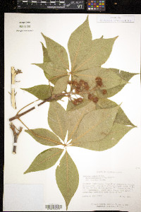 Aesculus glabra image