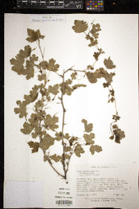 Ribes missouriense image