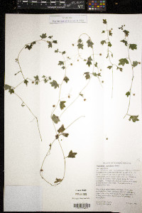 Nemophila parviflora image