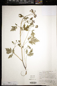 Phacelia bipinnatifida image