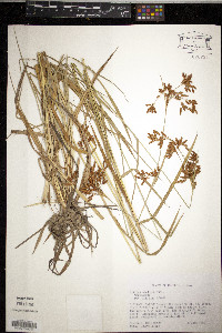 Scirpus pendulus image