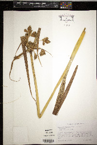 Schoenoplectus fluviatilis image