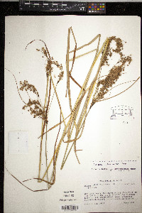 Scirpus atrocinctus image