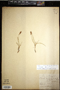 Schoenus ferrugineus image