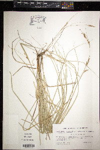 Rhynchospora racemosa image