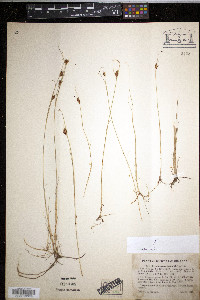 Rhynchospora fusca image