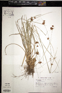 Rhynchospora fascicularis image