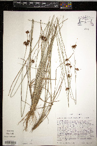 Rhynchospora fascicularis image