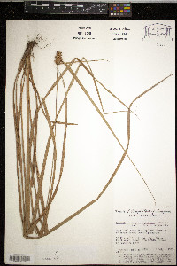 Rhynchospora cephalotes image