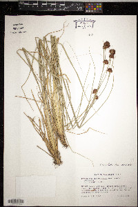 Rhynchospora cephalantha image