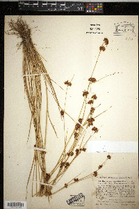 Rhynchospora capitellata image