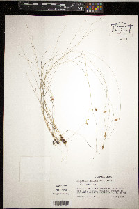 Rhynchospora galeana image
