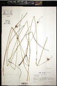 Scleria baldwinii image