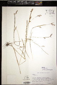 Scleria muehlenbergii image