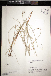 Scleria oligantha image