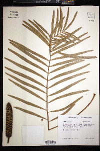 Zamia pumila image