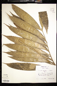 Zamia loddigesii image