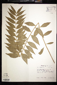 Zamia fischeri image