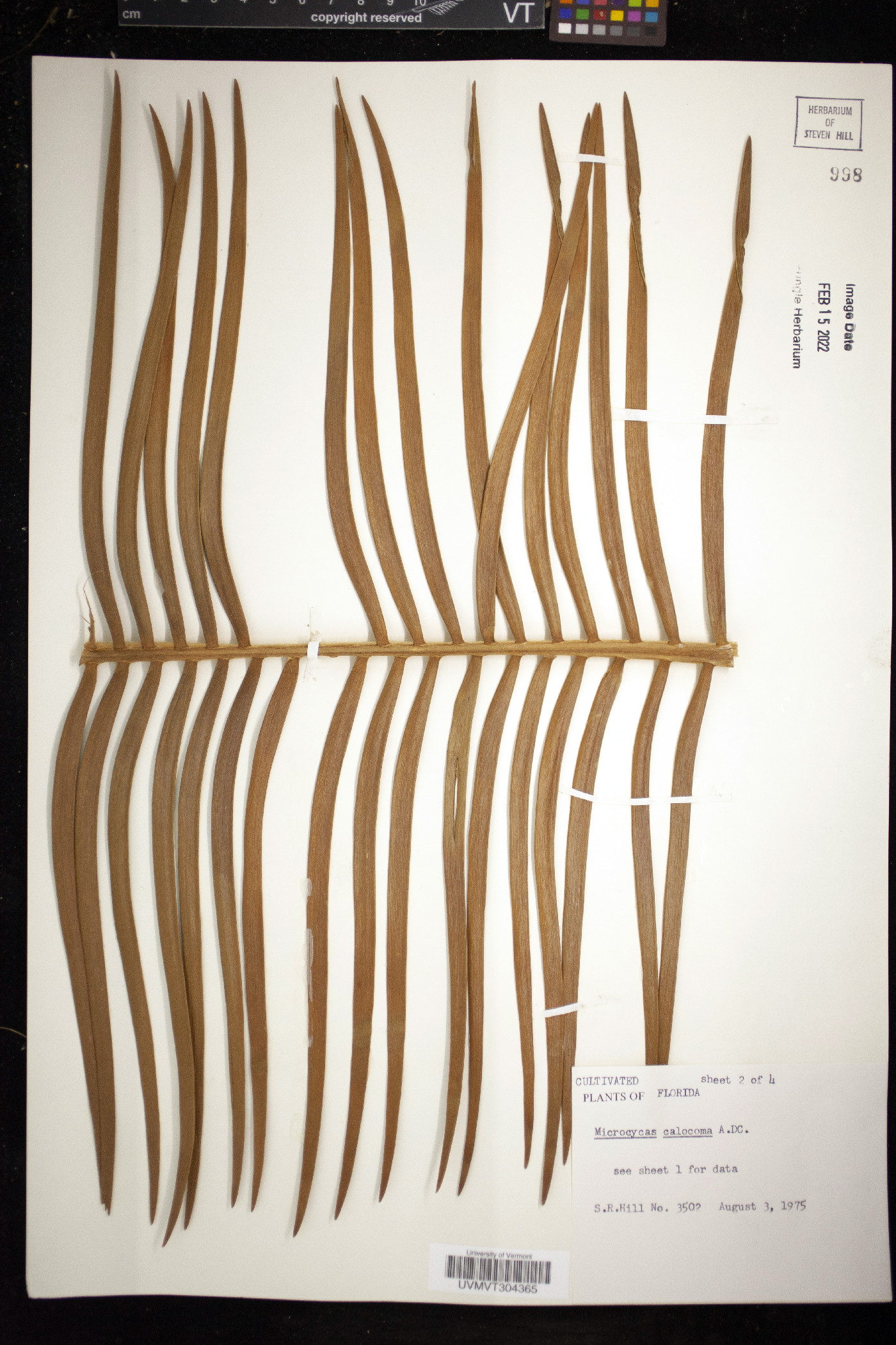 Microcycas calocoma image