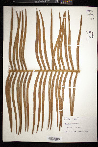 Microcycas calocoma image