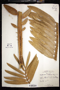 Image of Encephalartos natalensis