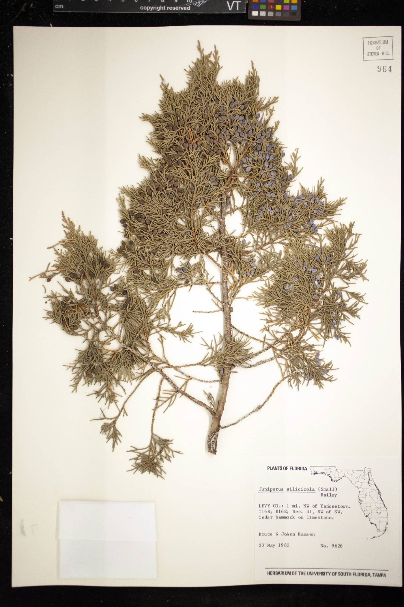 Juniperus silicicola image