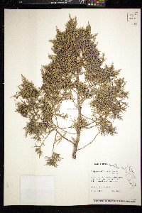 Juniperus silicicola image