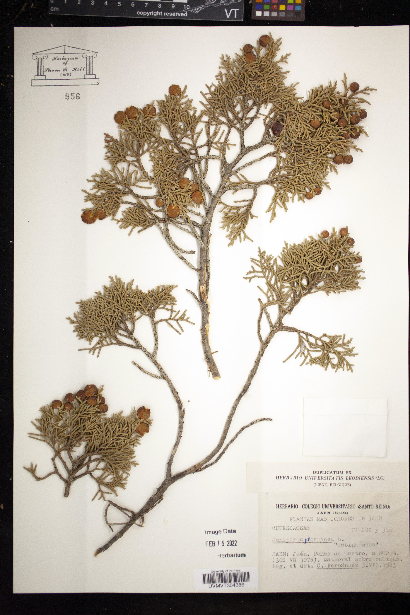 Juniperus phoenicea image