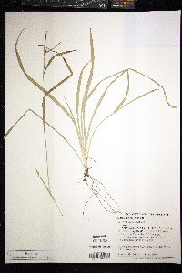 Carex grisea image