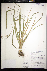 Carex glaucodea image