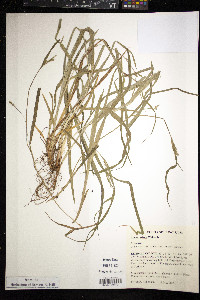 Carex grisea image