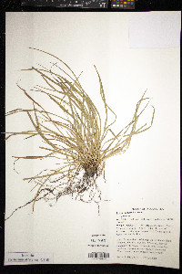 Carex jamesii image