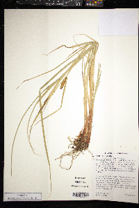 Carex exsiccata image